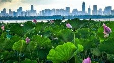 你吃的菜可能來自這裡